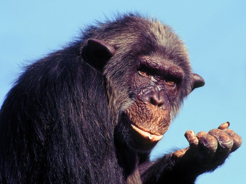 Chimpanzee Finds Something Sweet